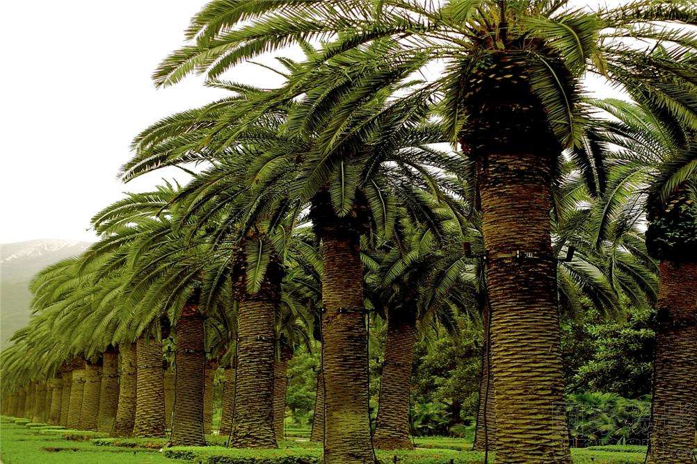 巴西棕榈蜡乳液 巴西棕榈蜡乳液